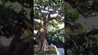 Kambilog livingart bonsai herbseed [upl. by Araed108]