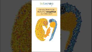 Developmental Biology Simplified For CSIR NET Life Science Aspirants developmentalbiology csirnet [upl. by Olnay432]