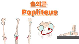 슬와근 오금근 Popliteus 완전 정복 [upl. by Leelahk]