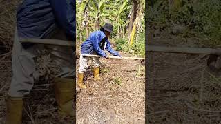 Oma Ferlando bersihbersih lahan buat tanam jagung😊 videoshort video [upl. by Nekcarb]