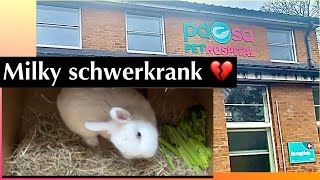 Milky hat Encephalitozoon cuniculi MILKY muss ins Krankenhaus 😓schwer krank 🤍Kaninchenbande [upl. by Ylro]