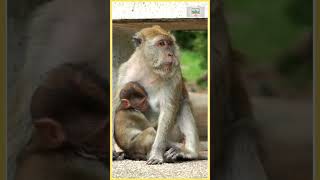 Funny Sounds Of Monkey  Squirrel Monkey  Monkey Sounds For Toddlers amp Babiesshortsvideo shorts [upl. by Emelia]