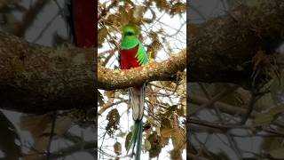 Resplendent Quetzal The sacred Bird of Central América quetzal calypturaexpeditions [upl. by Aenyl]