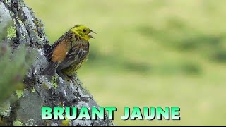 BRUANT JAUNE  chant très partiel [upl. by Bryn395]