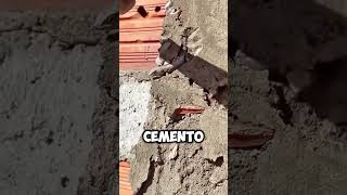 ¡Rescate Inesperado Hombre Salva a Lagarto Atrapado en Cemento 🦎🔨 shorts [upl. by Audri256]