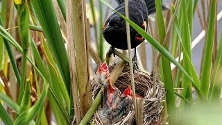 Redwinged Blackbird Nest Buttertubs Marsh Nanaimo BC June 2024 [upl. by Evot]