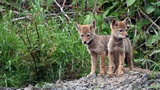 Adorable Coyote Pups  A Heartwarming Story of Survival [upl. by Nwahsel87]