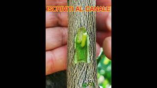 Innesto limone a chip budding [upl. by Nivi]