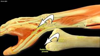 Compartments of the forearm extensor retinaculum [upl. by Assel825]