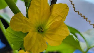 Types of melon flowers handpollinating and Powdery Mildew in the Greenhouse [upl. by Monahan]