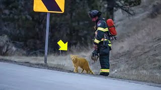 Brave Cat Suddenly Rushes to Accident Scene and Performs a JawDropping Act [upl. by Aiuhsoj368]