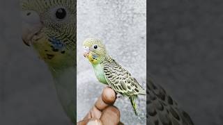 Badri parr Budgies parr [upl. by Kalbli]