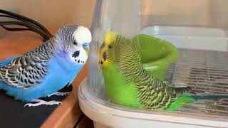 Two parakeets talk to each other whilst talking to their own reflections [upl. by Orazal]