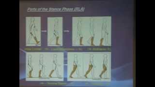 Normal gait biomechanics  D Amr Arafa [upl. by Luhem]