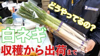 白ネギの収穫から出荷まで239 [upl. by Neumann]