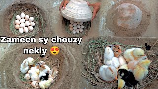 After 22 days  the chicks hatched after picking up 13 chicken eggs  8 chicks  All pigeon birds [upl. by Turk23]