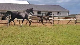 2024 KWPN Filly by Gaudi SSF Totilas x Garonica [upl. by Nnylharas431]