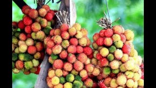 RAMBUTAN RAPIAH [upl. by Aikrehs]