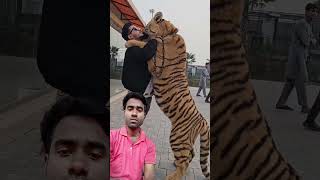 Vairal tiger 🐅🐯 green screen shot videohashtag shorts [upl. by Anirtap]