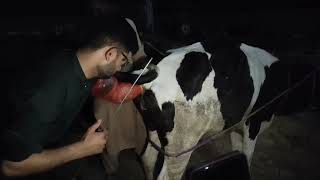 Artificial Insemination In The Cow 🐄 Artificial Insemination To Cow❣️ [upl. by Nosneh]