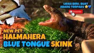 BLUE TONGUE SKINK IN THE HOUSE  HALMAHERA BLUE TONGUE SKINK [upl. by Enileoj71]