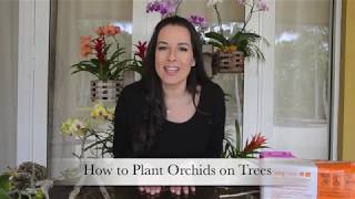 How to Plant Orchids on Trees for Beginners Orchid Care Part 1 [upl. by Eirok]