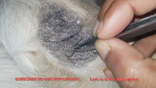 My dog is facing the issue of blackheads [upl. by Naujtna]