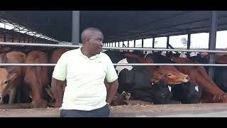 A FEEDLOT IN UGANDA WITH OVER 1500 BULLS We can do it [upl. by Tama]