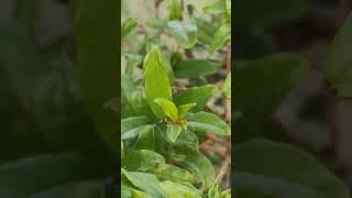 Small fruit in plantgarden fruit farming [upl. by Hekker]