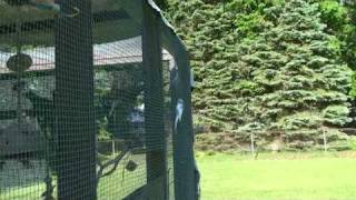 parakeets free to fly outside  outdoor aviary going inside [upl. by Llehsam621]