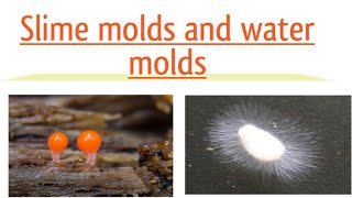 Slime molds and water molds [upl. by Akissej]