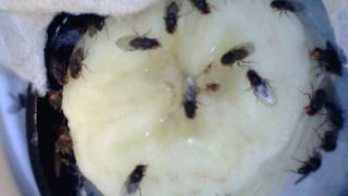 Drosophila Melanogaster On Banana [upl. by Yenduhc]