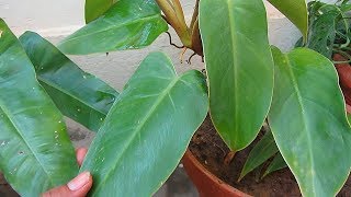 How Care amp Propagate Philodendron  Indoor Plant  UrduHindi [upl. by Ratcliff825]