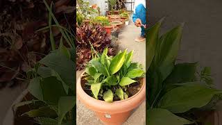 Happy with my grown plants 🪴 nature trending plants gardening terrace relaxing music [upl. by Harvie773]