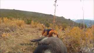 chasse au sanglier en corse 20132014 scene 4 [upl. by Ahset310]