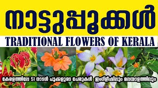 51 Flowers names in Malayalam amp English കേരളത്തിലെ 51 നാടൻ പൂക്കളുടെ പേരുകൾ [upl. by Anneuq]