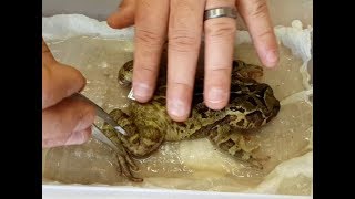 How to preserve frog specimens for museum collections [upl. by Papotto815]