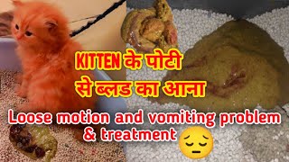 Kitten Loose motion treatment  blood in kitten stool  how to treat a kitten poop  Loose motion [upl. by Pergrim]