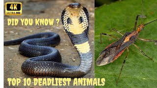 Top 10 Deadliest Animals in the World Natures Silent Killers [upl. by Bolten240]