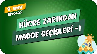 Hücre Zarından Madde Geçişleri  1  9Sınıf Biyoloji 2024 [upl. by Chico761]