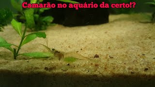 Camarão em aquario da certo [upl. by Suivat]