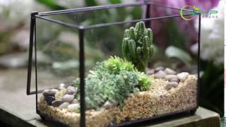 NCYP footed rectangular geometric terrarium with lid demo [upl. by Carly]