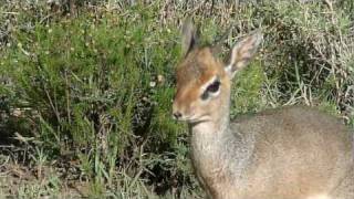 Kenya  Septembre 2011  Antilopes et gazelles [upl. by Aniratac35]