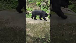 台灣黑熊Formosan Black BearTaipei Zoo [upl. by Atsirak]