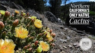 Northern Californias Only Native Cactus [upl. by Ahtekahs]