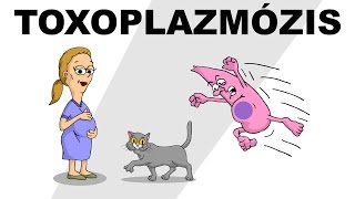 Toxoplazmózis  csak egyszerűen [upl. by Savill811]