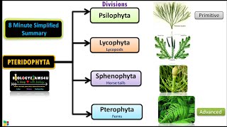 Classification of Pteridophytes with Example  Plant Classification [upl. by Mathis]