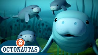 Octonautas  🔊 Olá PeixesBoi 🐋  2ª Temporada  Melhores Partes [upl. by Walford176]