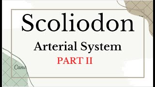 scoliodon arterial system part II [upl. by Kciremed]