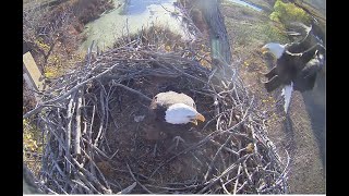 Pa flew away in a hurry without his prey  then returned to get it Fort St Vrain Eagles24 11 02 [upl. by Rhiamon]